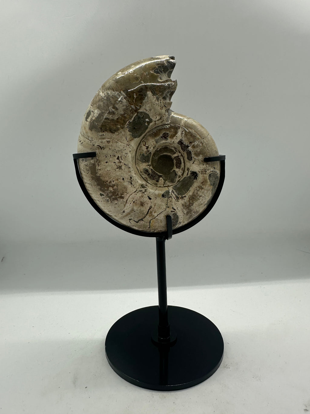 Ammonite on Custom Stand