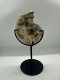 Ammonite on Custom Stand