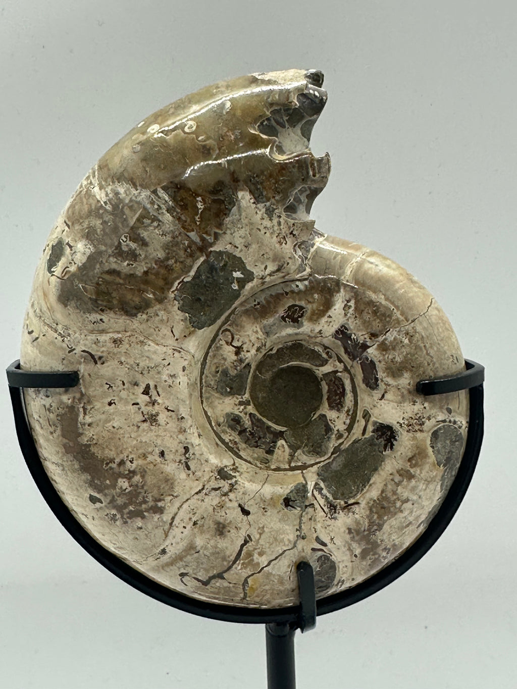 Ammonite on Custom Stand