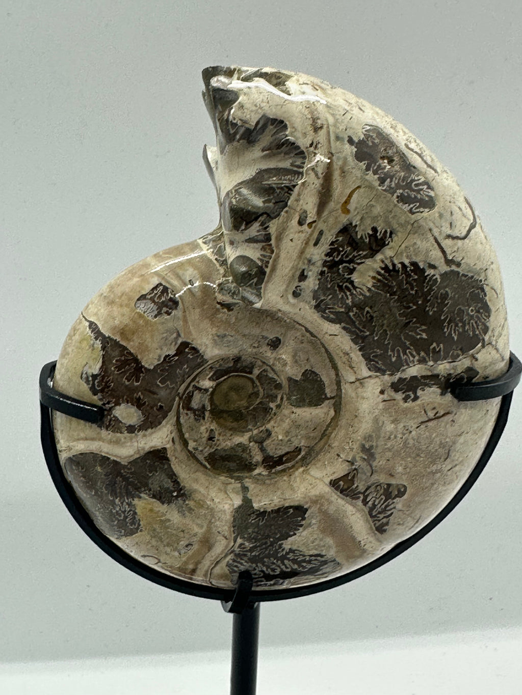Ammonite on Custom Stand