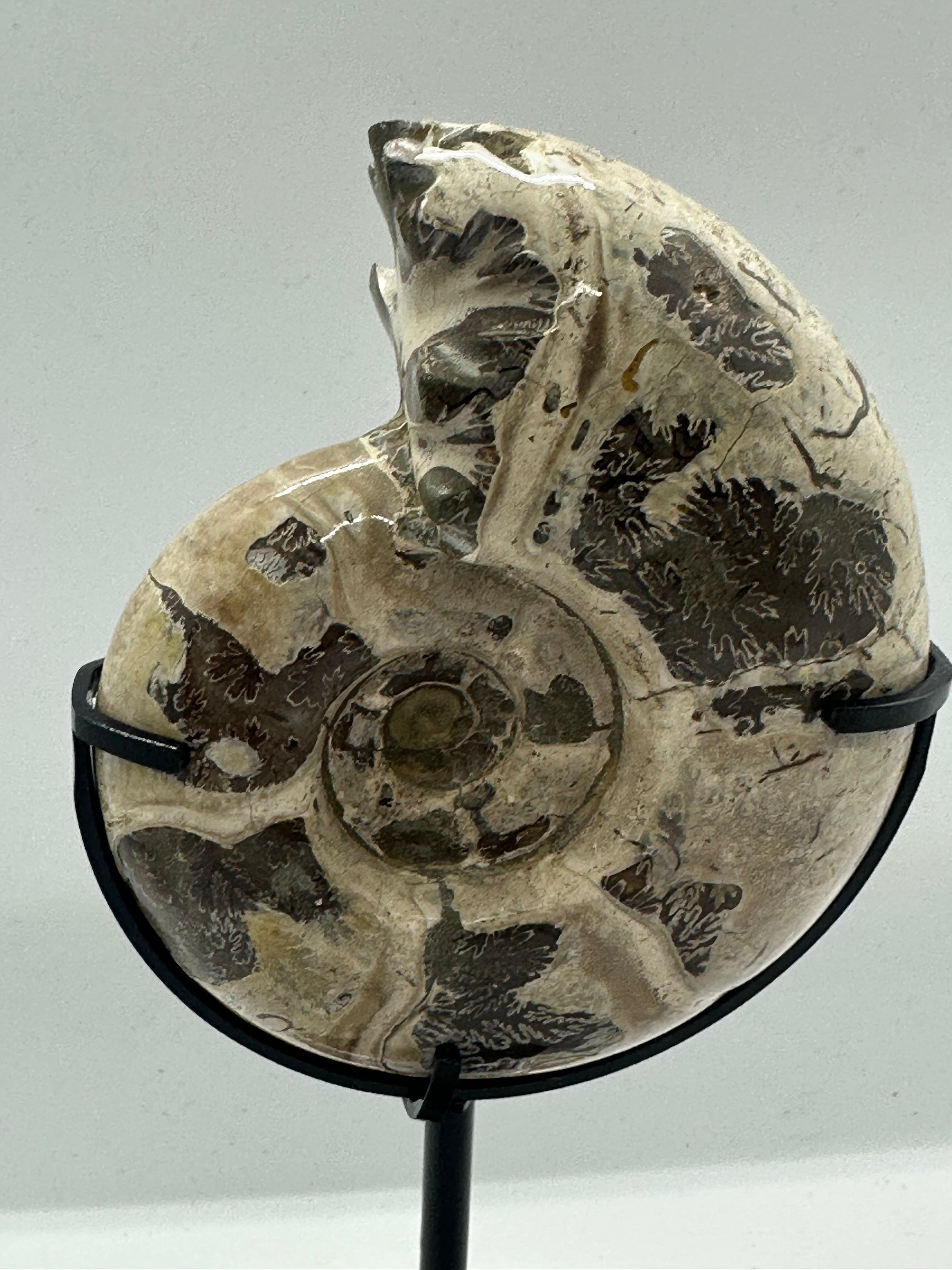 Ammonite on Custom Stand