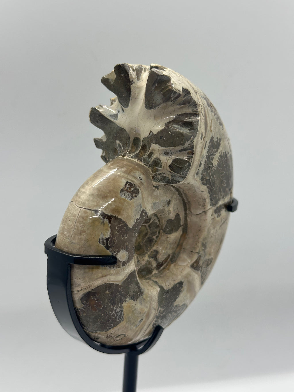 Ammonite on Custom Stand