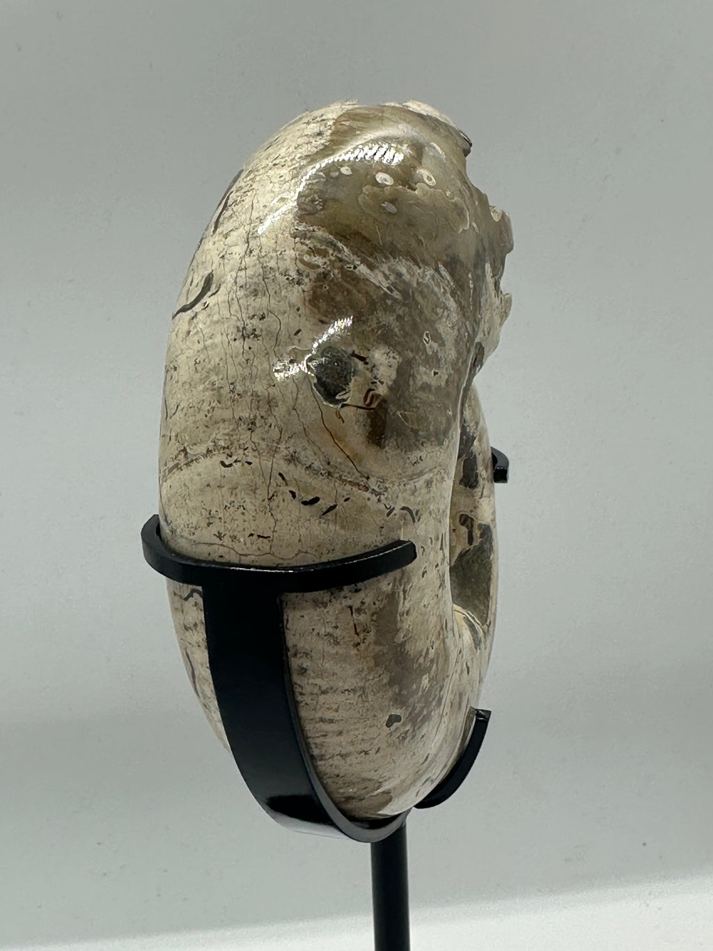 Ammonite on Custom Stand