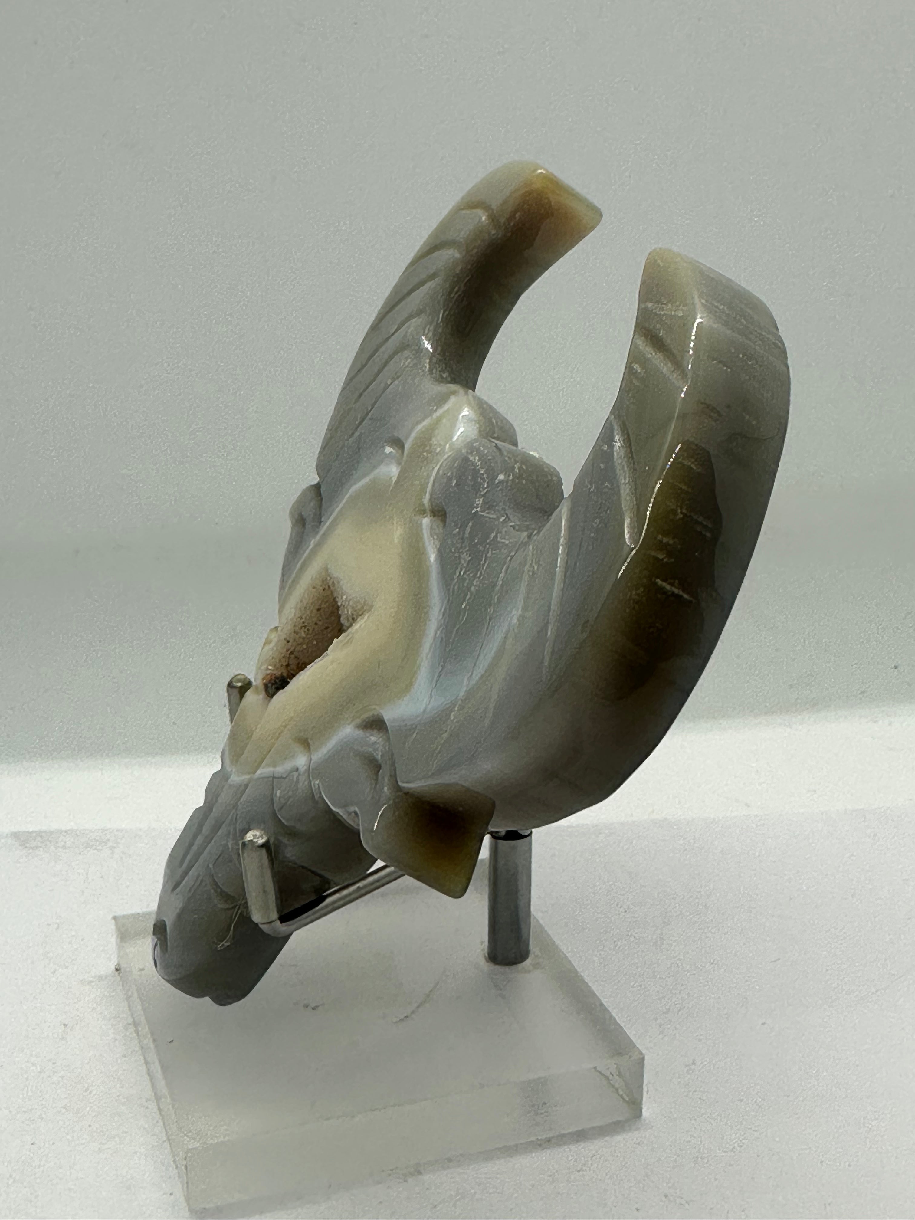 Druzy agate Bull head 262g