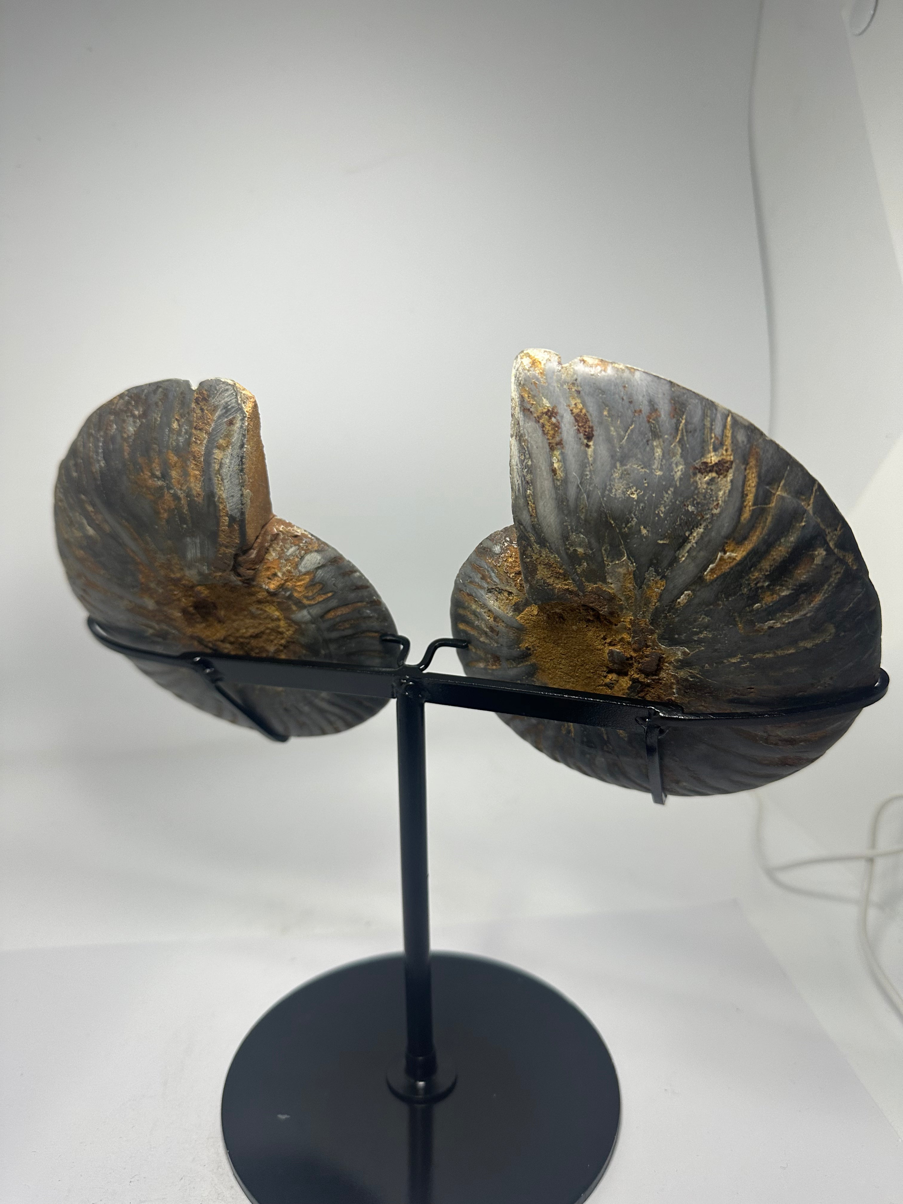 Ammonite Pair on Custom Stand – 852g
