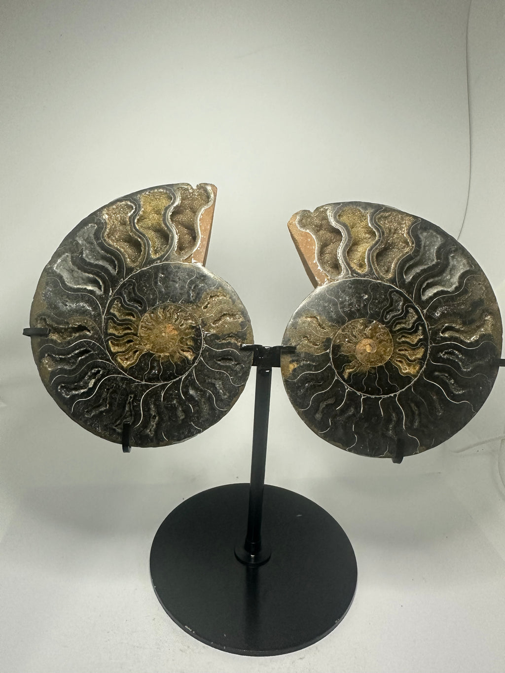 Ammonite Pair on Custom Stand – 852g