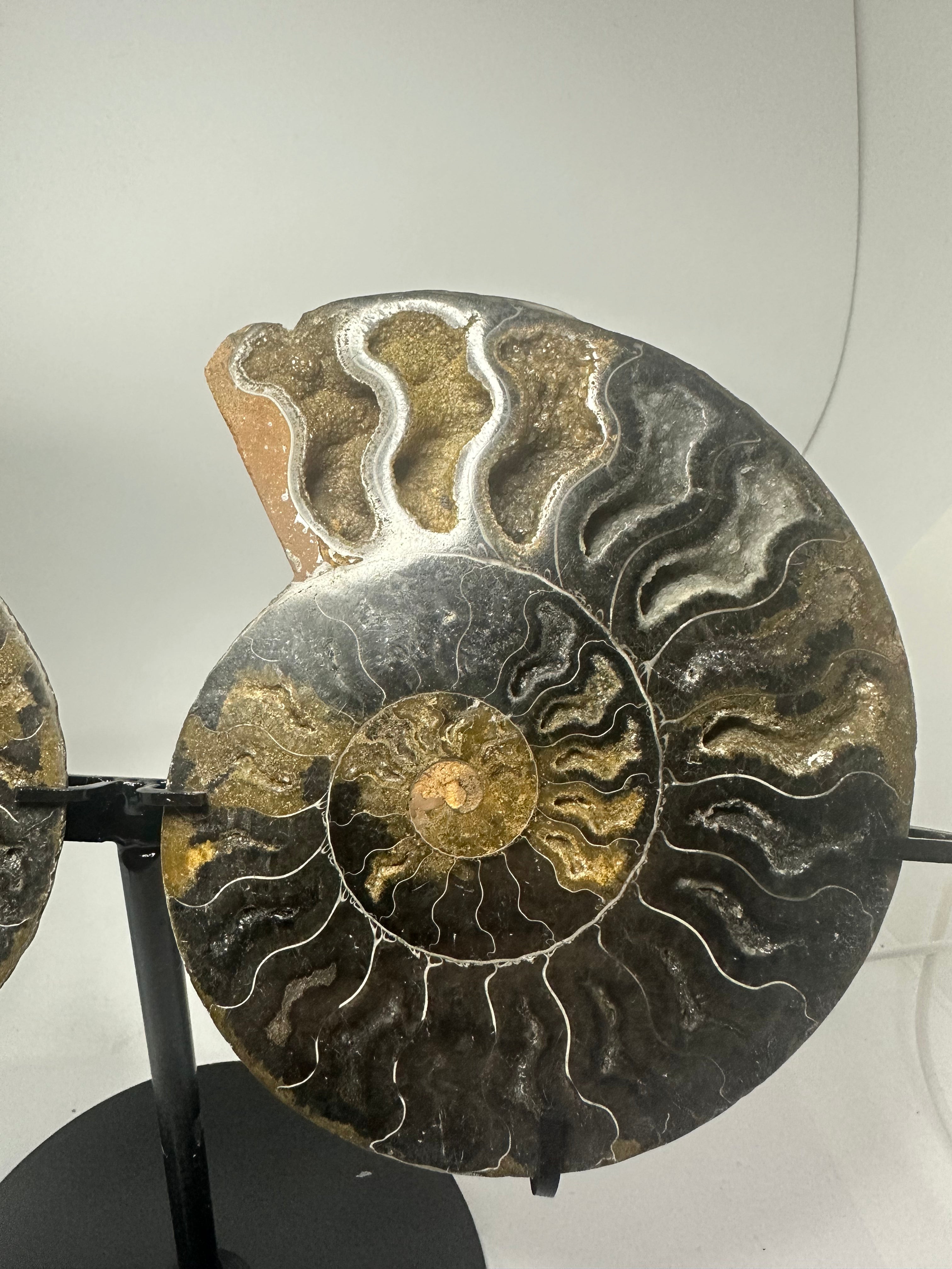 Ammonite Pair on Custom Stand – 852g