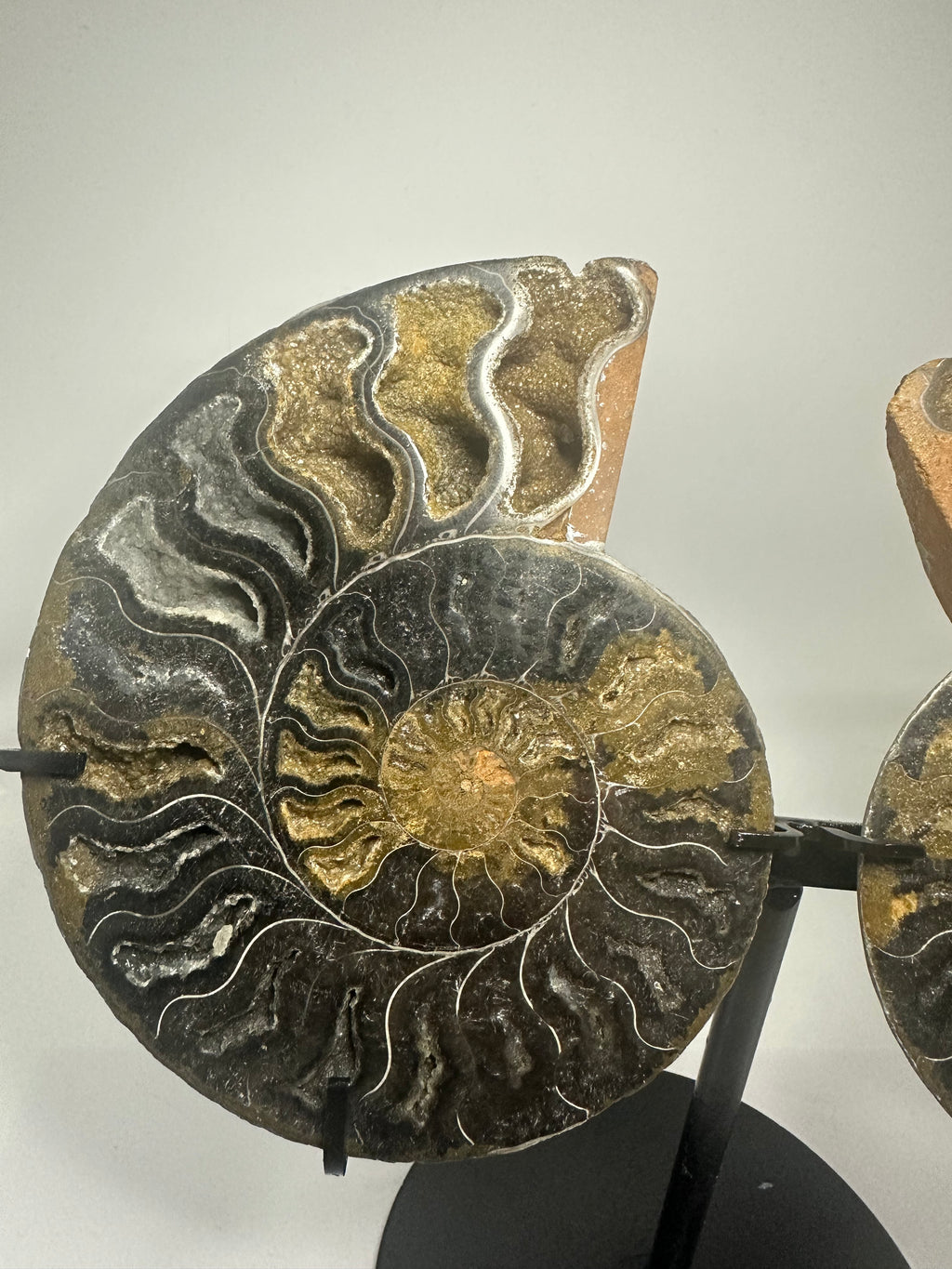 Ammonite Pair on Custom Stand – 852g