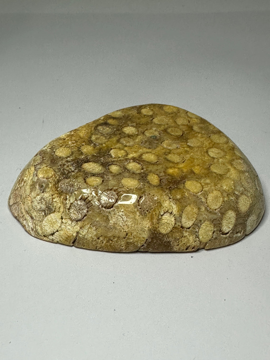 Coral bowl
