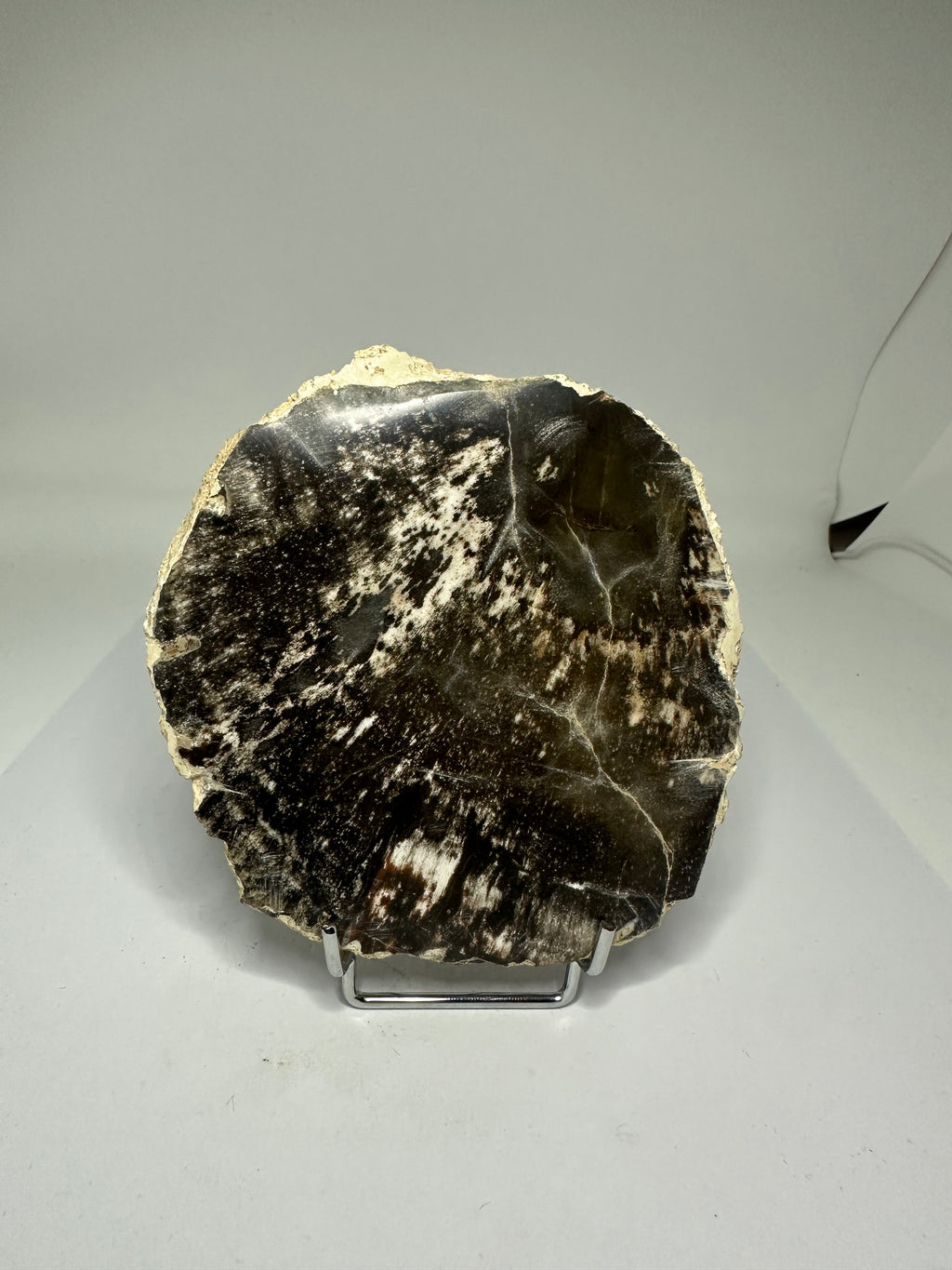 Petrified Wood Slab – 331g