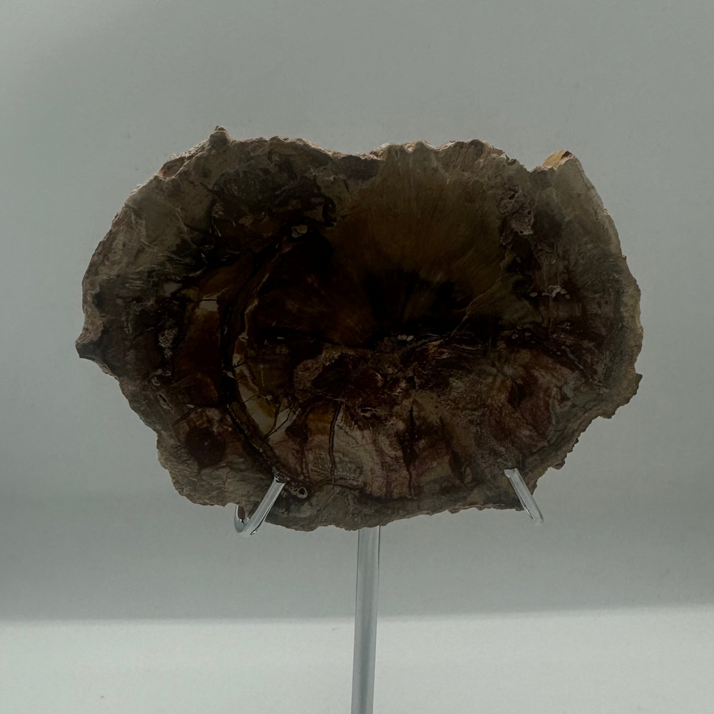 Petrified Wood Slab – 165g