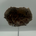 Petrified Wood Slab – 165g