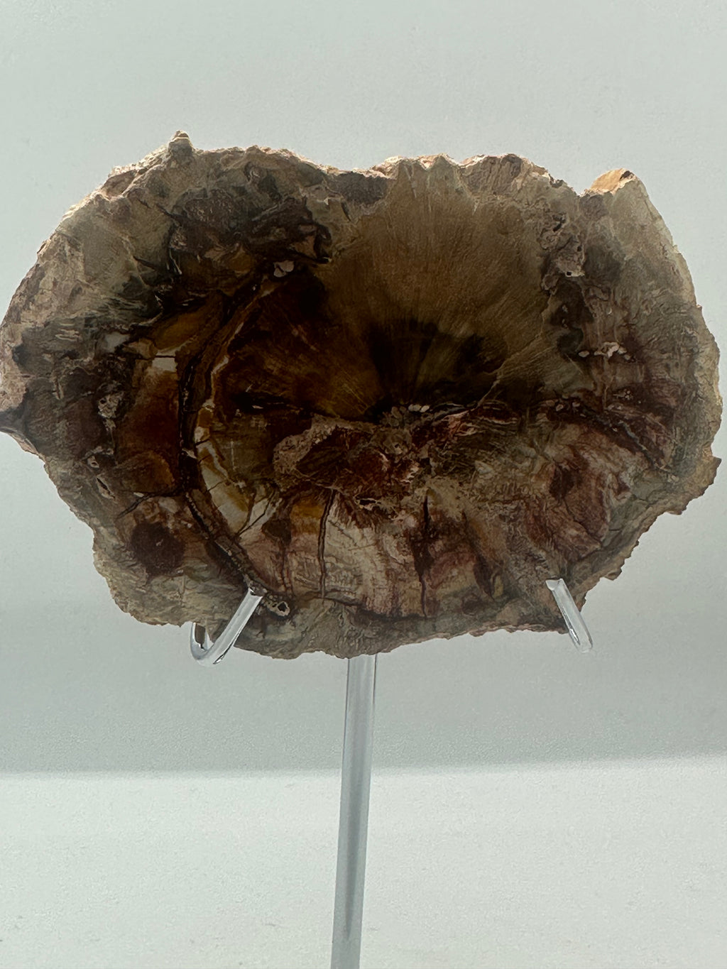 Petrified Wood Slab – 165g