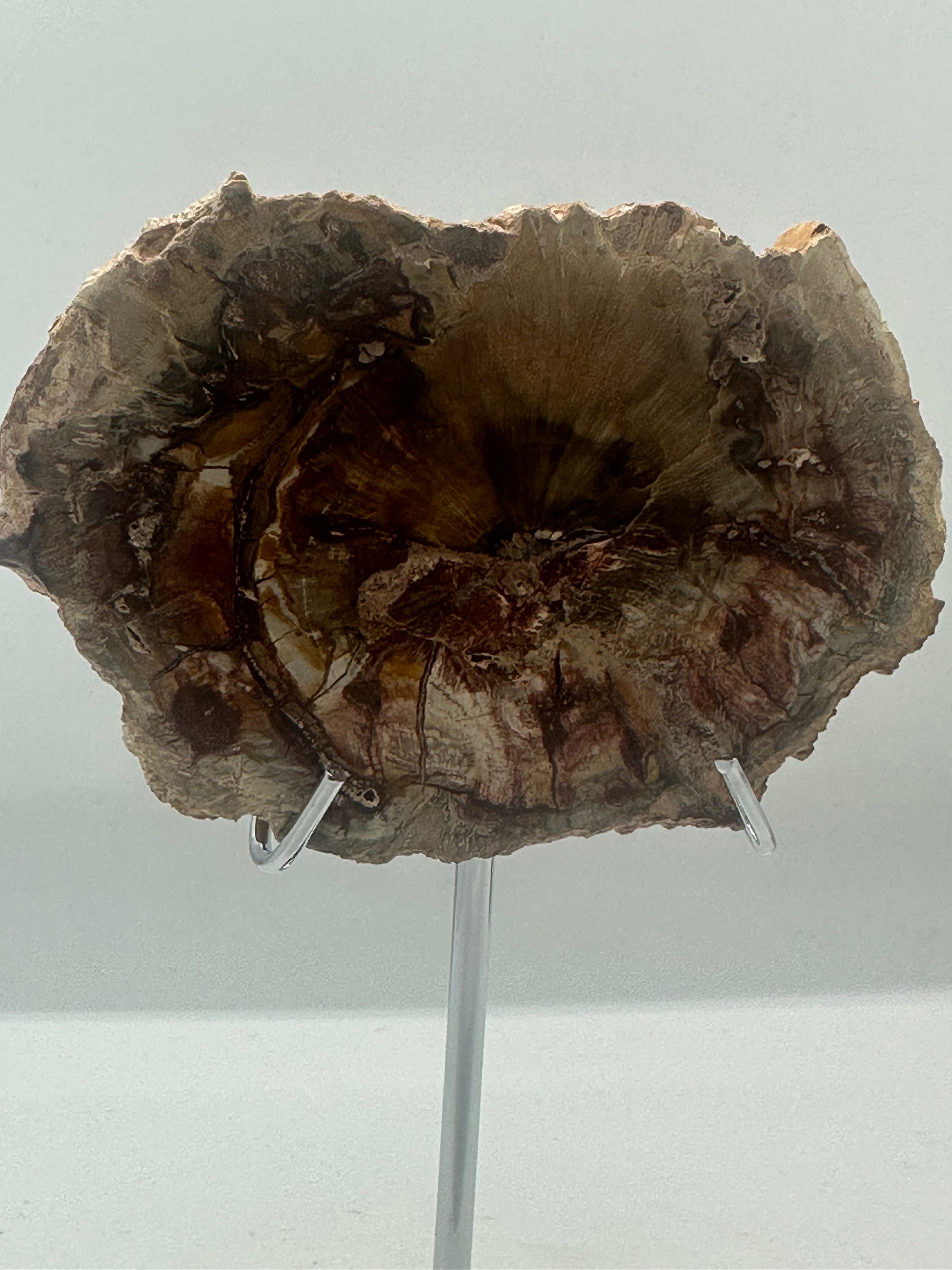 Petrified Wood Slab – 165g