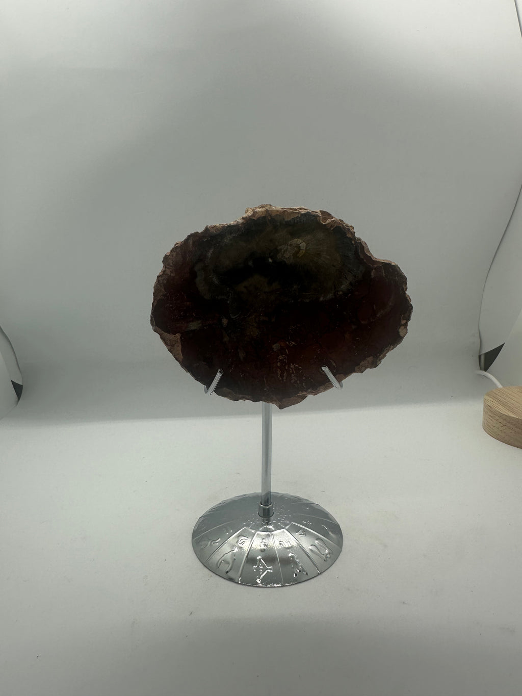 Petrified Wood Slab – 155g