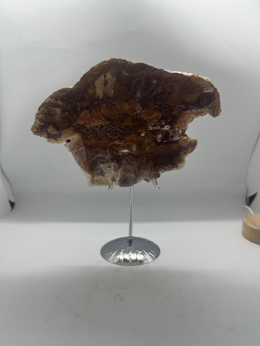 Petrified Wood Slab – 684g