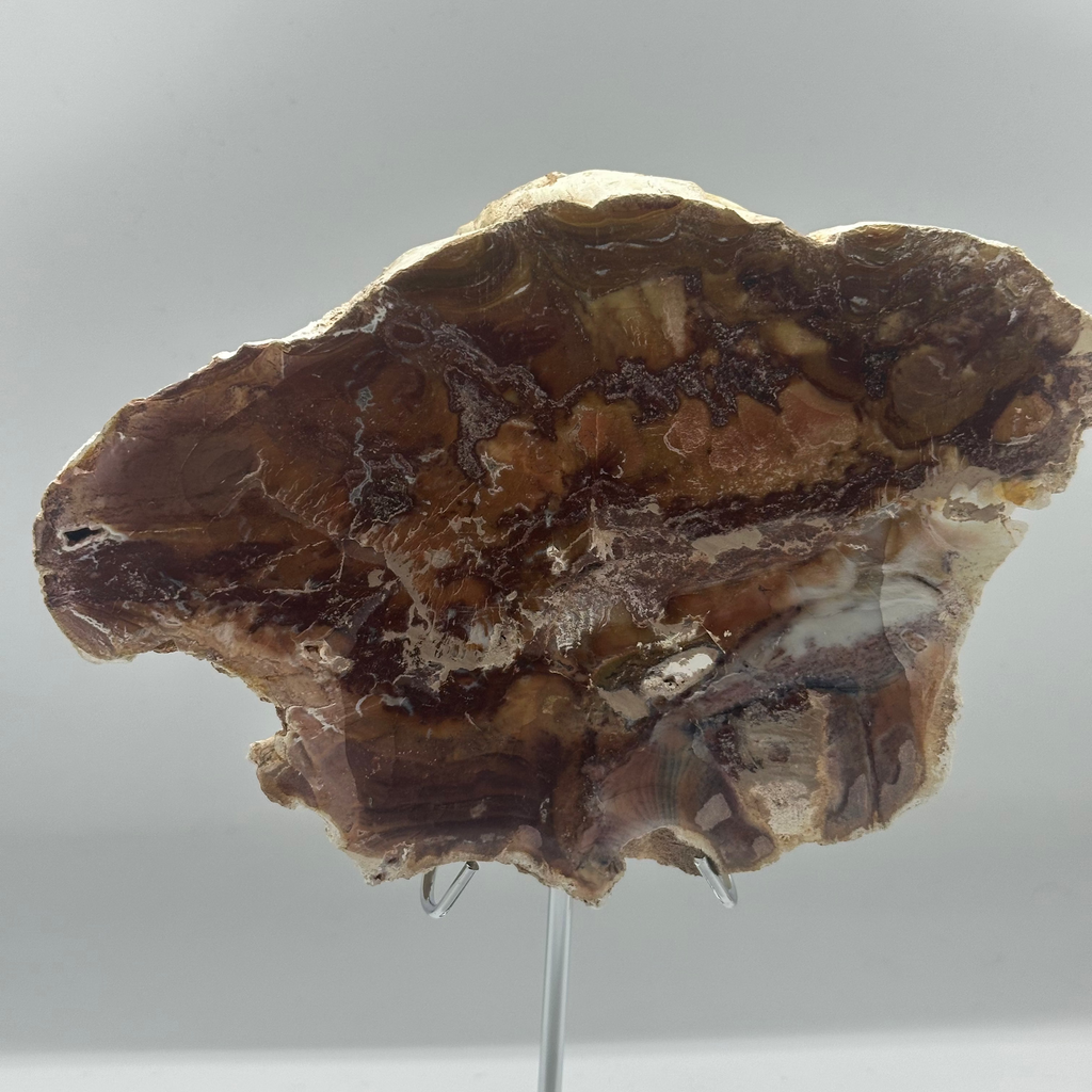 Petrified Wood Slab – 684g
