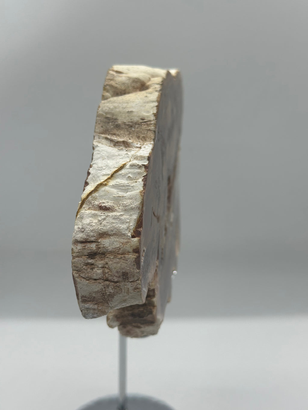 Petrified Wood Slab – 684g
